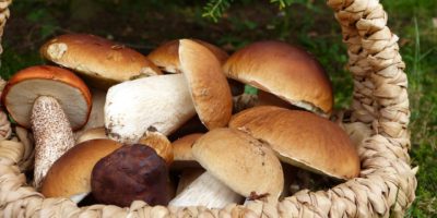 Naložené houby v sádle